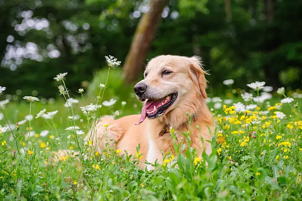hond eet gras
