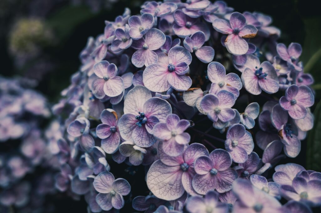 Paarse hortensia