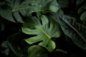 monstera-plant