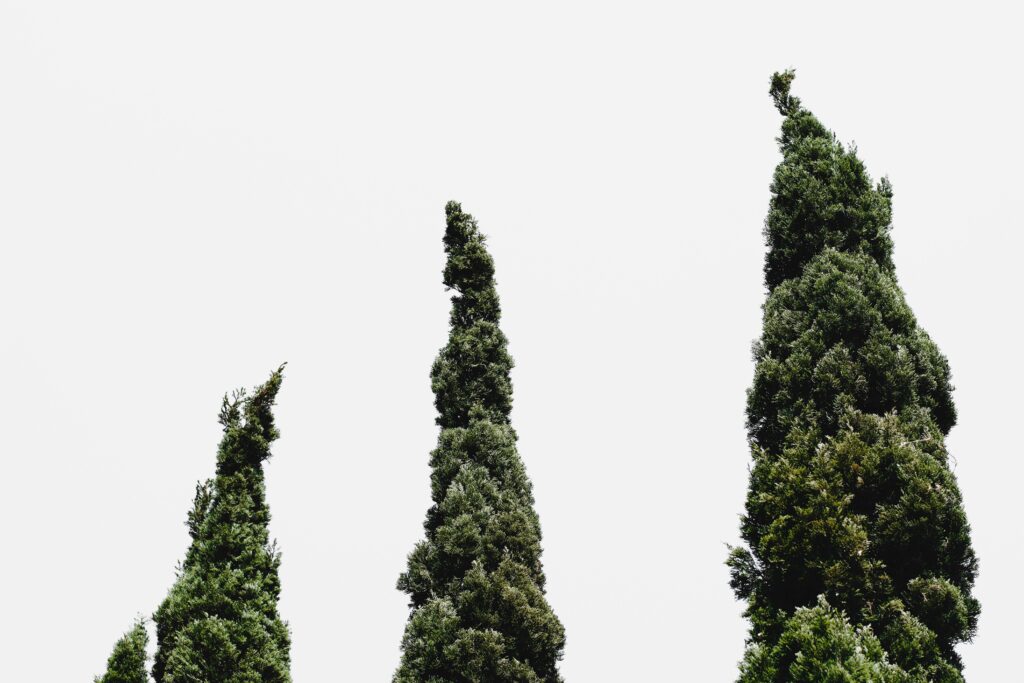 bomen